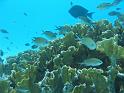 Bonaire - invisible